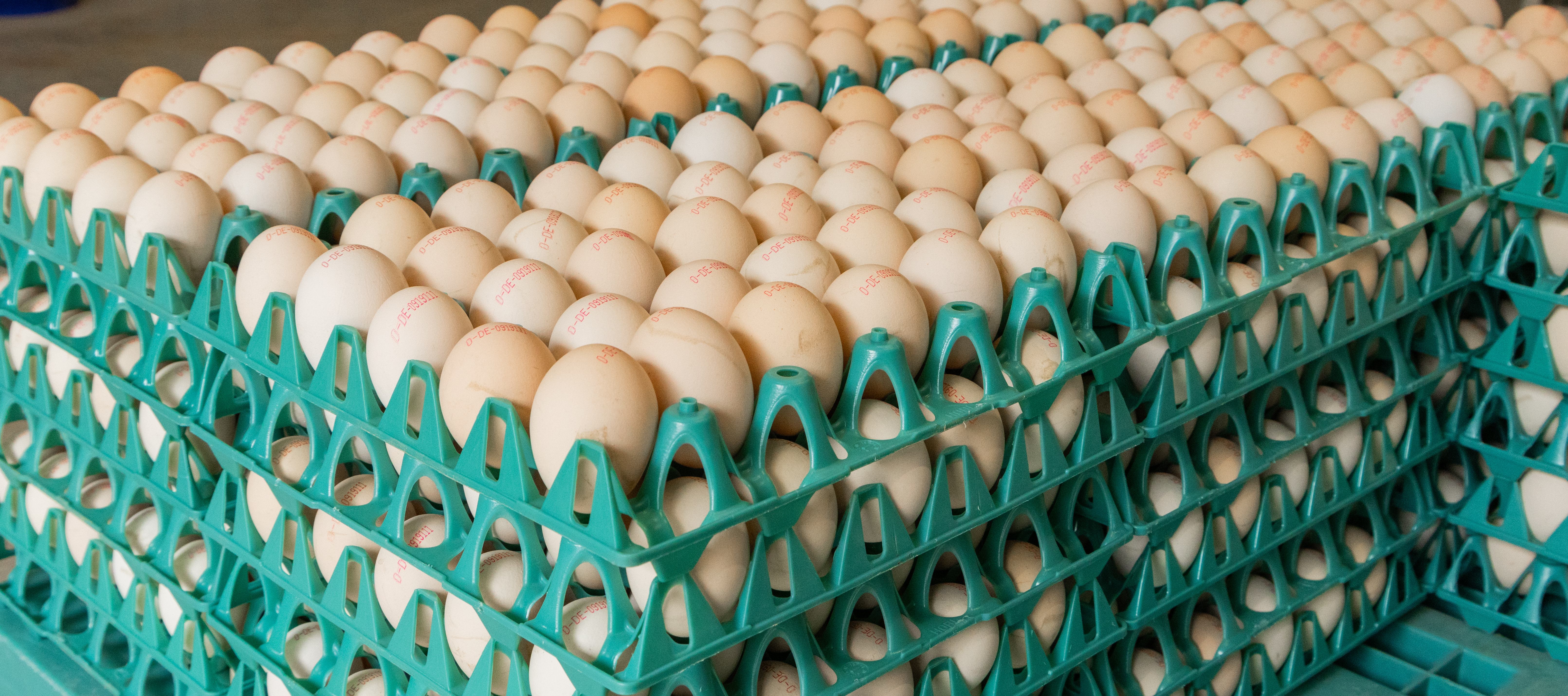 Being Organic in EU Being Organic in EU