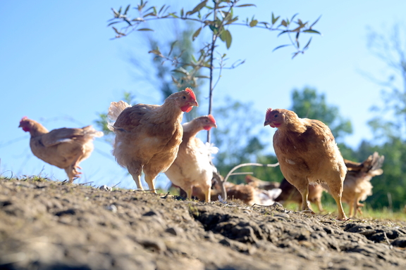 Foto: Being Organic in EU Foto: Being Organic in EU