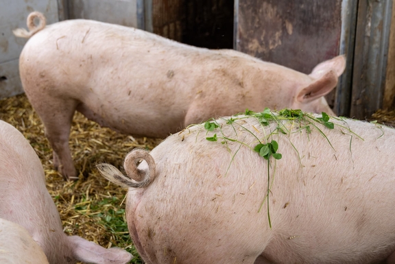 Being Organic in EU Being Organic in EU