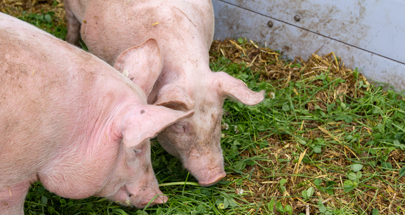 Being Organic in EU Being Organic in EU