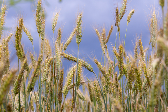 Foto: Being Organic in EU Foto: Being Organic in EU